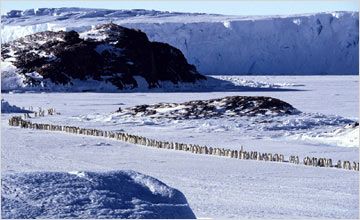 Imagem 1 do filme A Marcha dos Pinguins